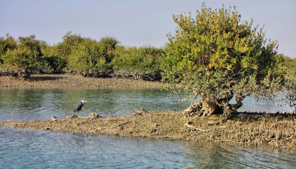 Mangrove forests of Qeshm (Hara Forest)