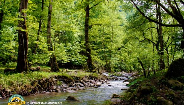 Caspian Hyrcanian mixed forests